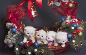 Белые британцы: фото британских белых котов, кошек, котят  
